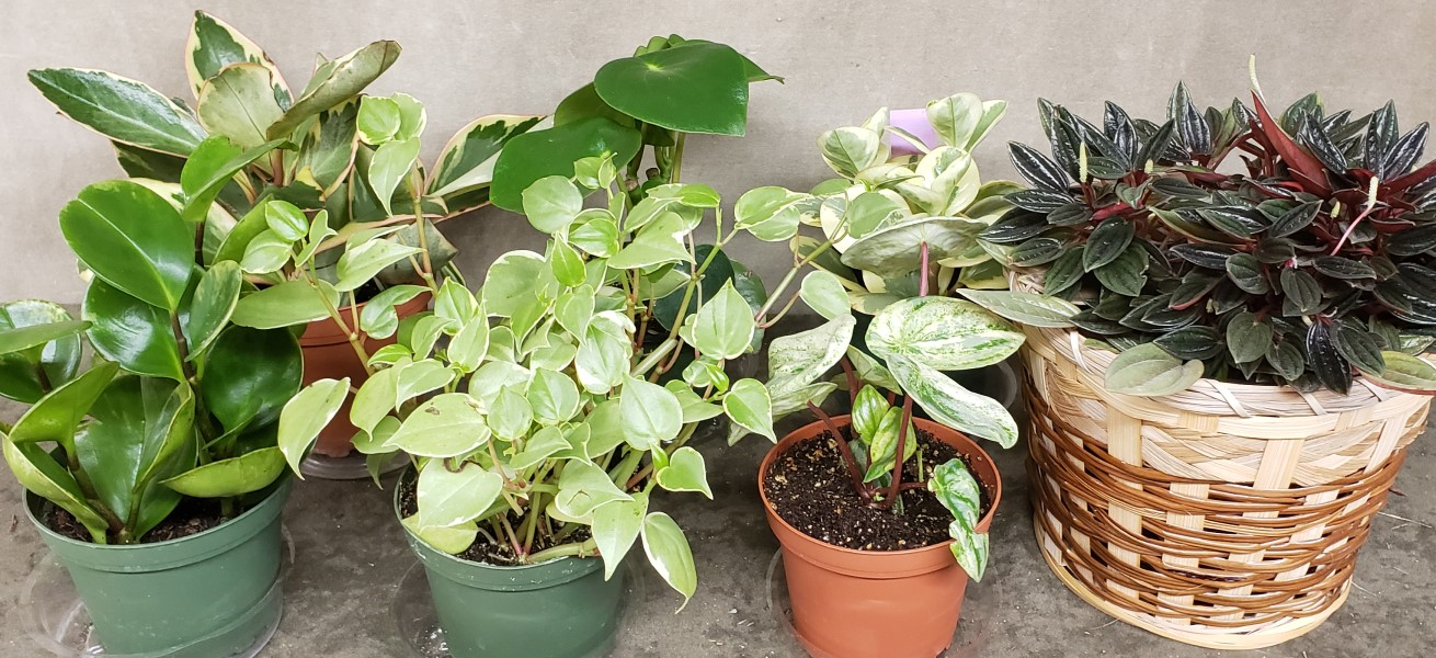 Peperomia