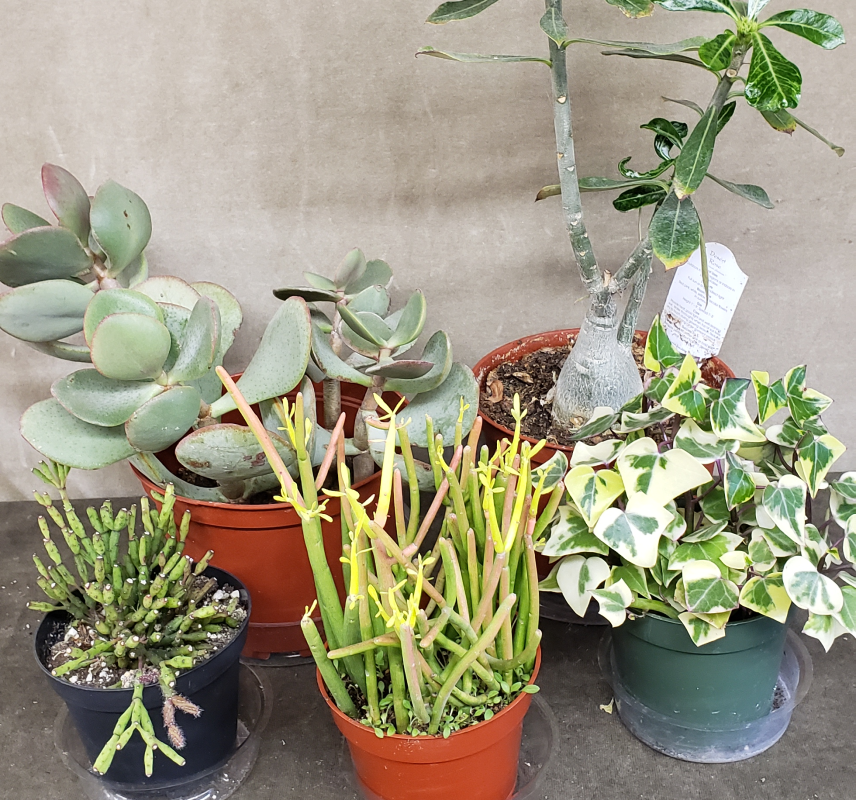 Succulents