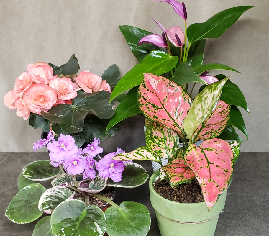 Plants