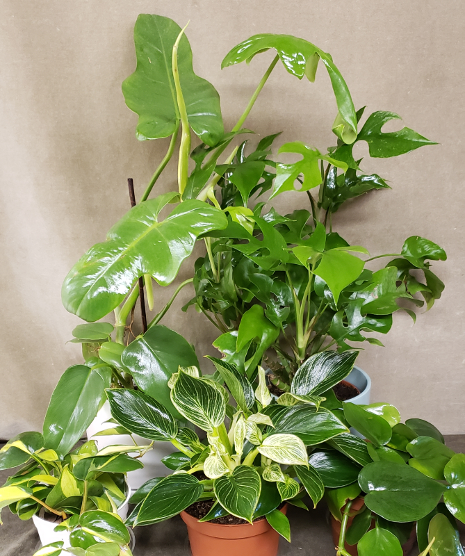 Green Plants