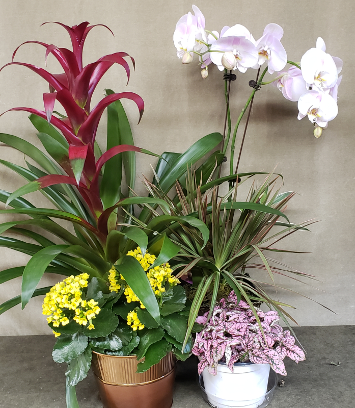 Colorful Plants