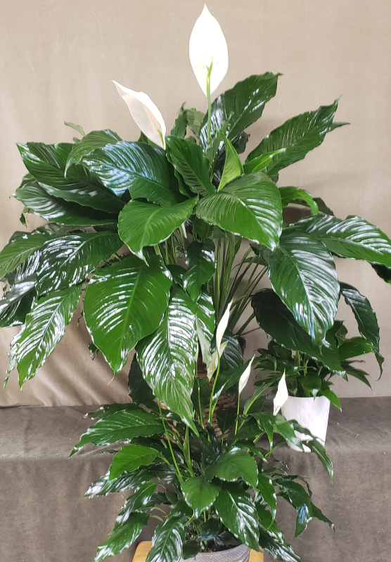 Specialty Plants